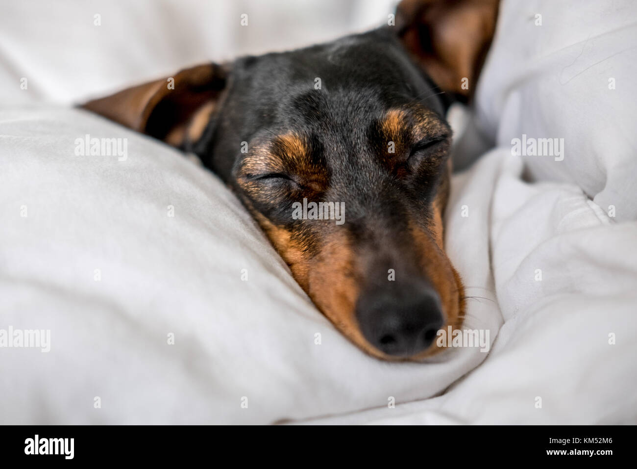 Schwarz und tan Minidachshund Hund schläft im Bett Stockfoto