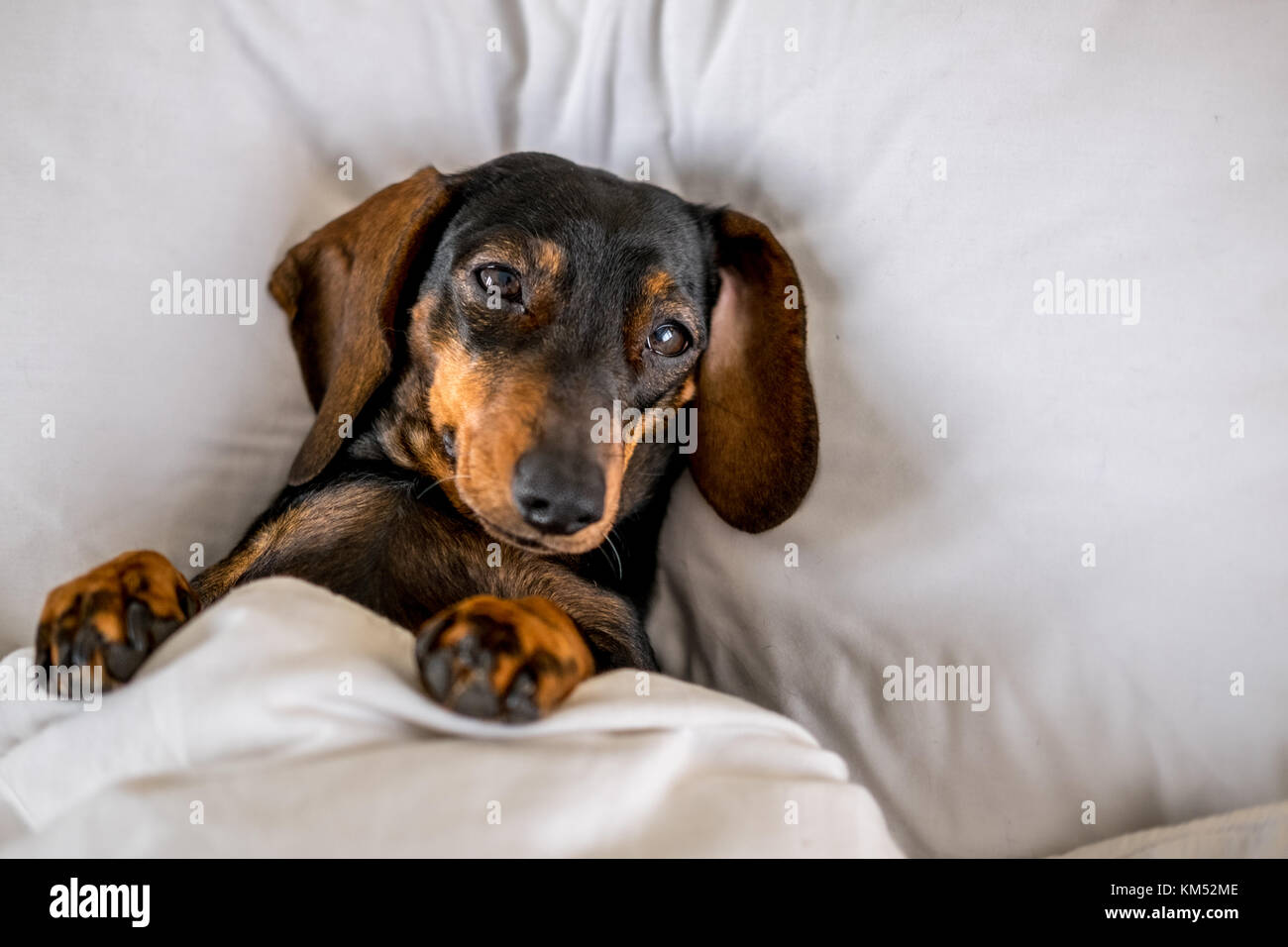 Schwarz und tan Minidachshund Hund schläft im Bett Stockfoto