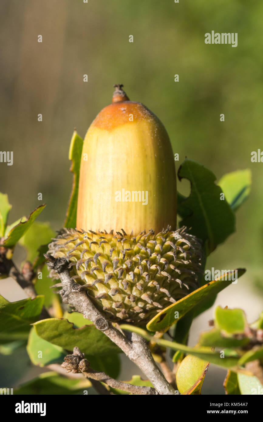 Acorn der Quercus coccifera oder kermes Oak Tree in Zypern Stockfoto