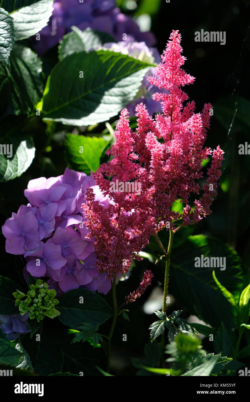 Astibe (False Ziege Bart) Blüte in einem Garten in Sussex Stockfoto