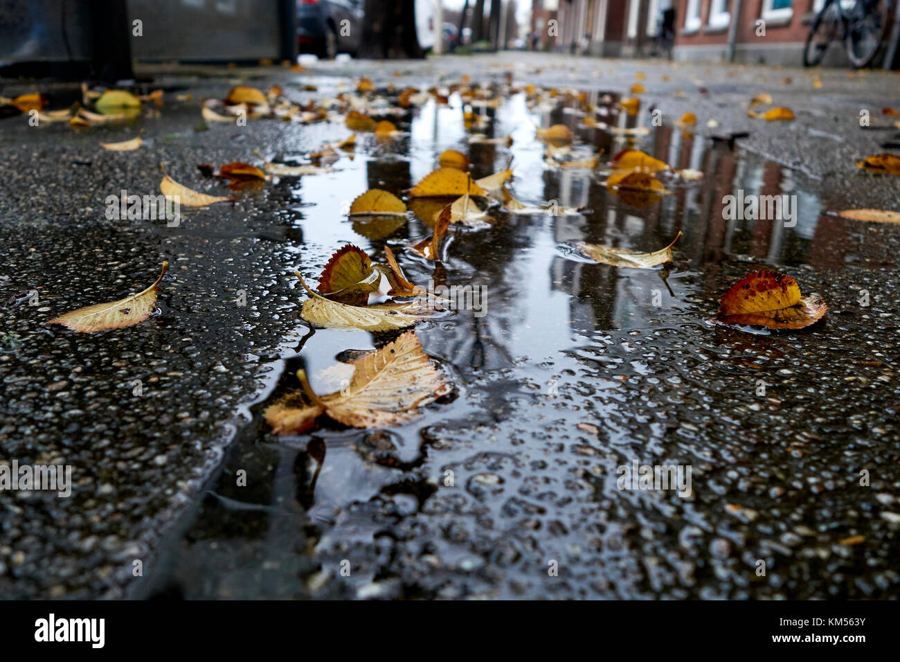 Pfützen mit Blättern für Ende Herbst Regen auf der Straße Stockfoto