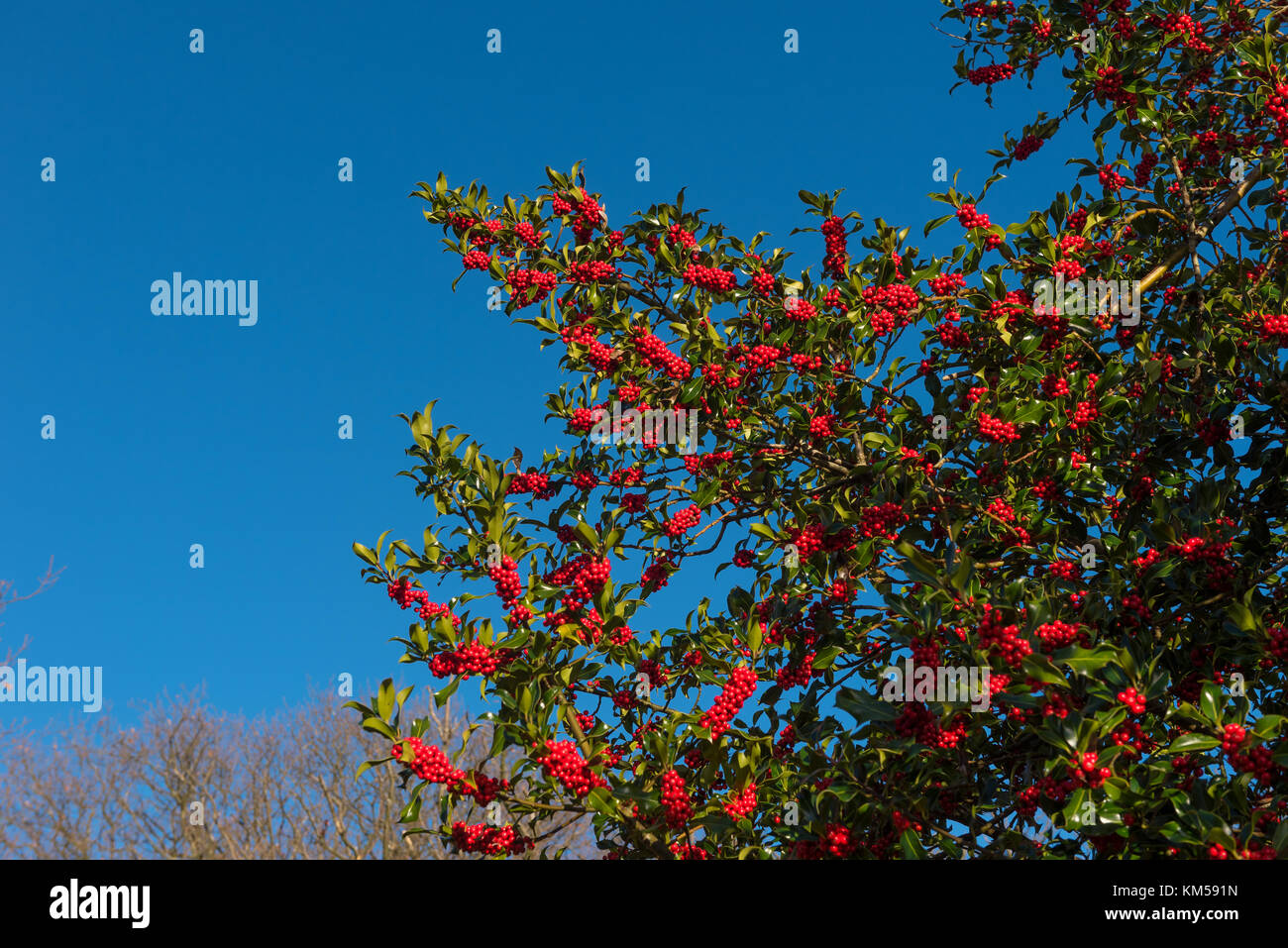 Holly Tree neben dem Cumbria Weise auf torver Gemeinsamen Stockfoto