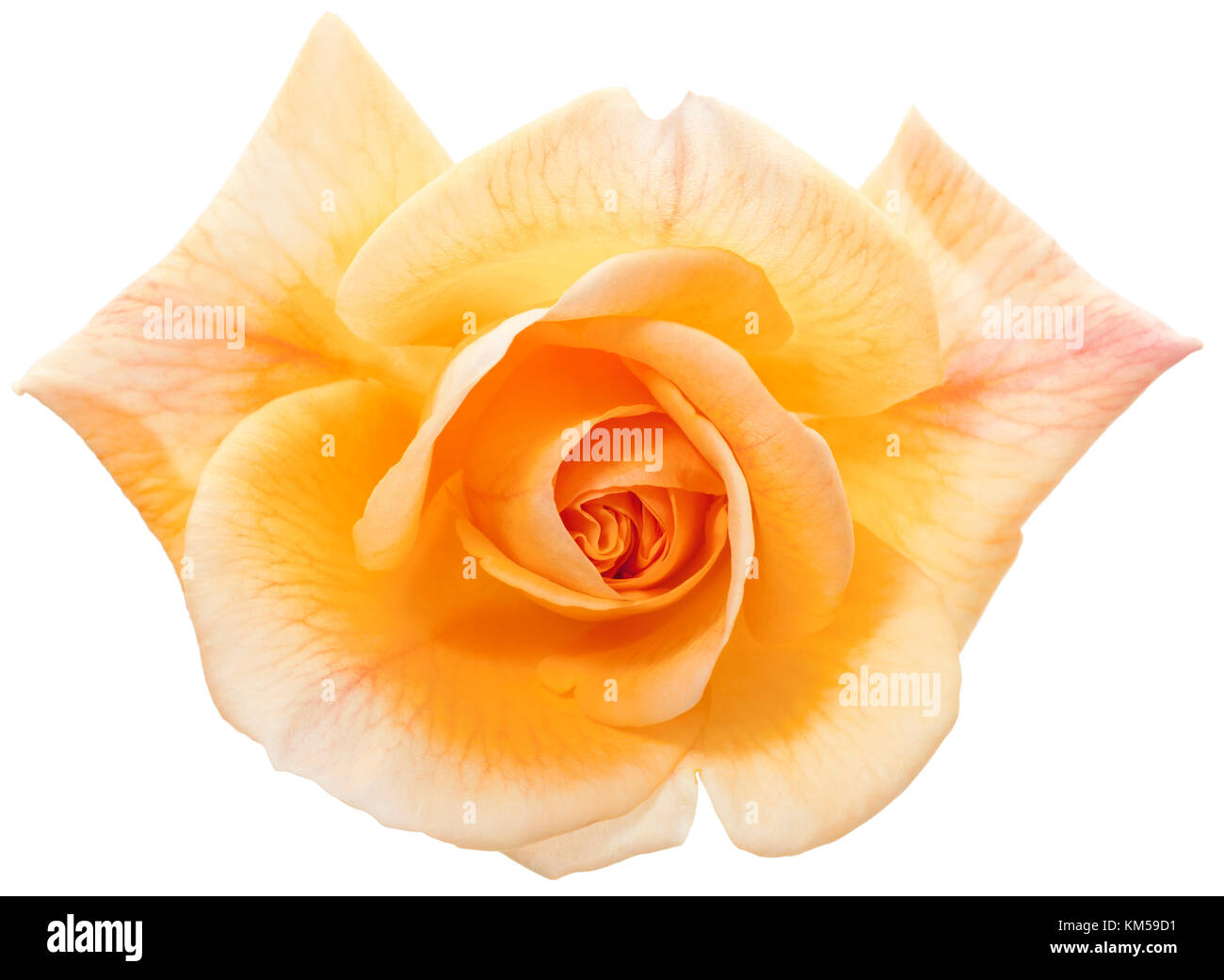 Apricotfarben Rosenblüte mit Freistellungspfad isoliert Stockfoto