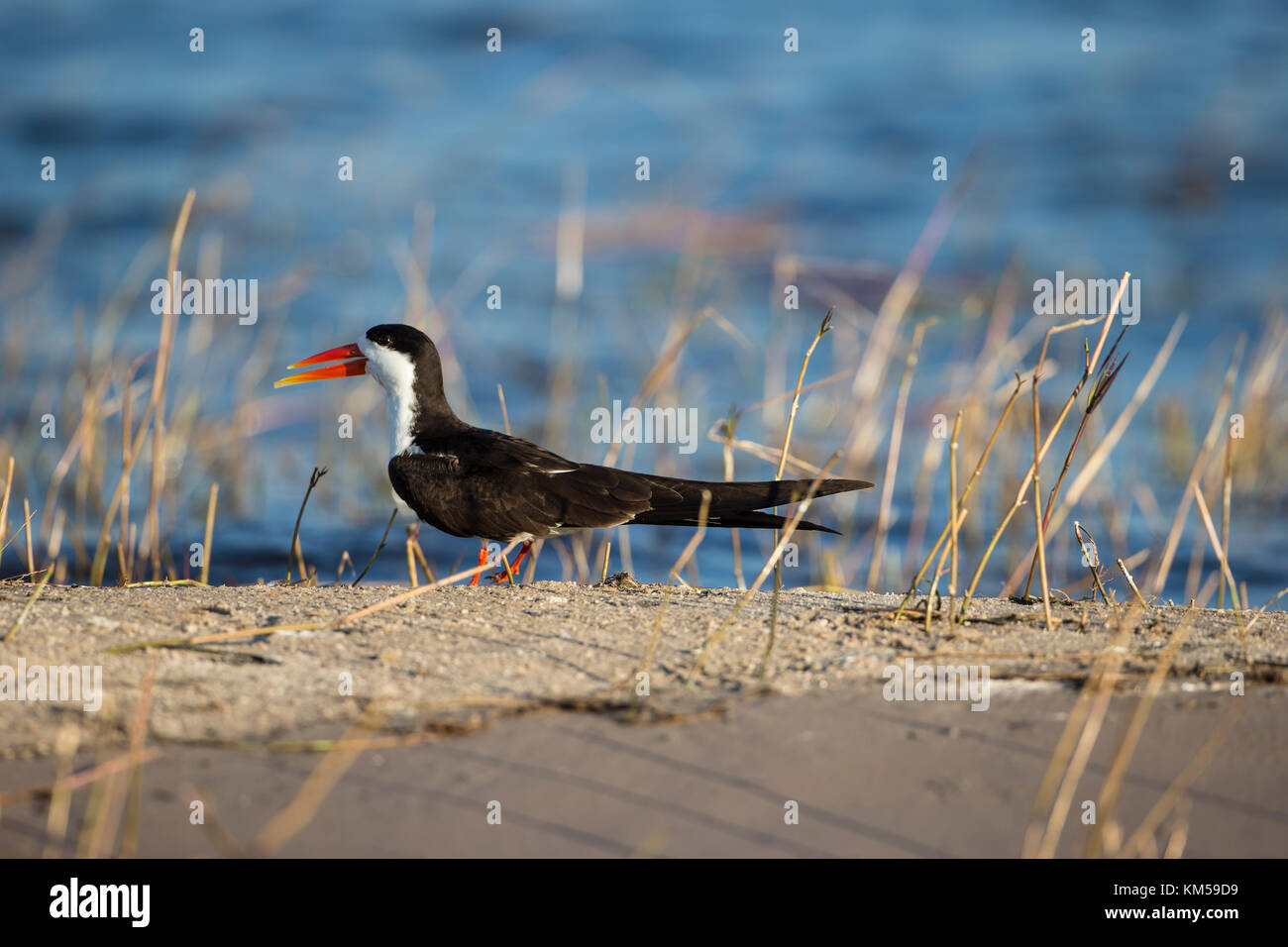 Close up im Profil eines Afrikanischen Skimmer vogel Rhynchops Flavirostris an einem Flussufer in Botswana sitzen Stockfoto