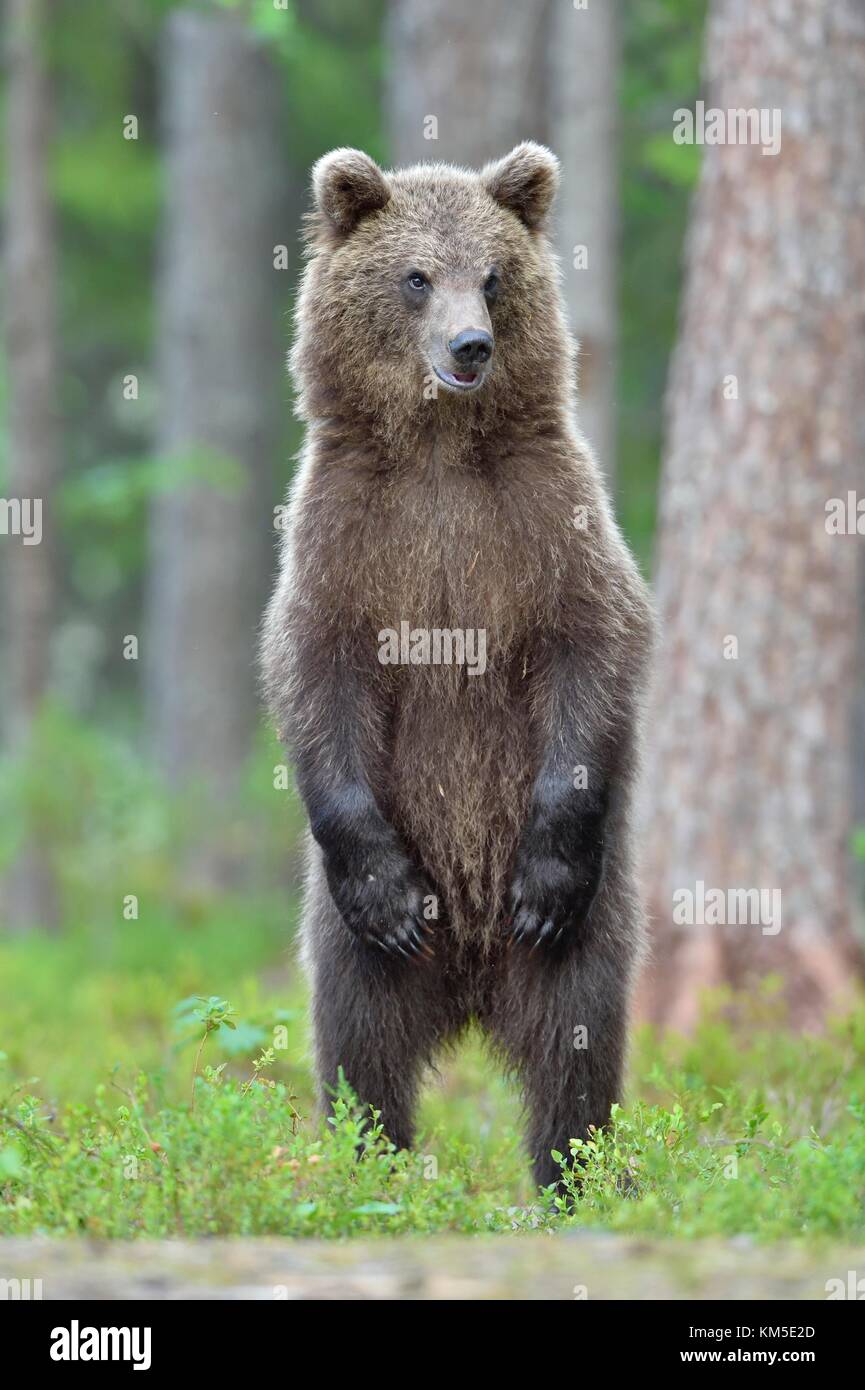 Das bärchen auf die Beine behindern. Braunbär (Ursus arctos) Stockfoto