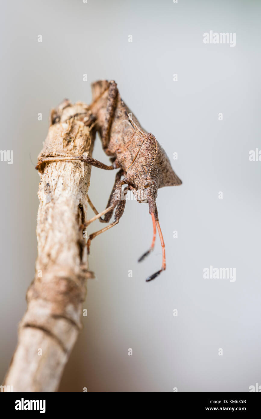 Lederwanze Coreus marginatus, Dock, Fehler Stockfoto