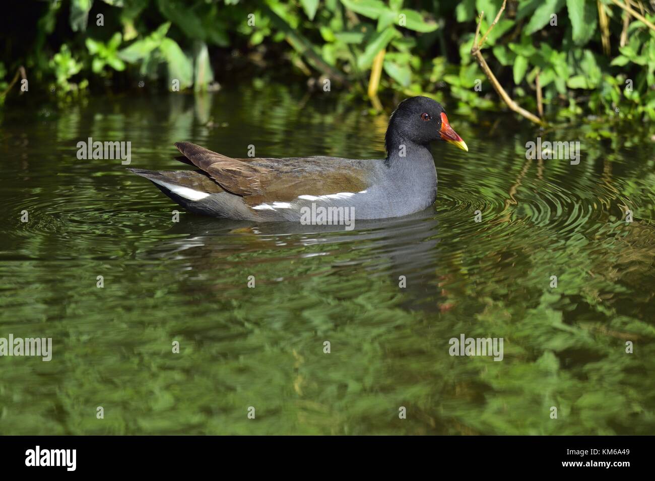 Die gemeinsame Sumpfhuhn (Gallinula chloropus) (auch bekannt als waterhen und als den Sumpf Huhn) ist eine Vogelart in der Familie der Indopazifischen Erdtauben. Stockfoto