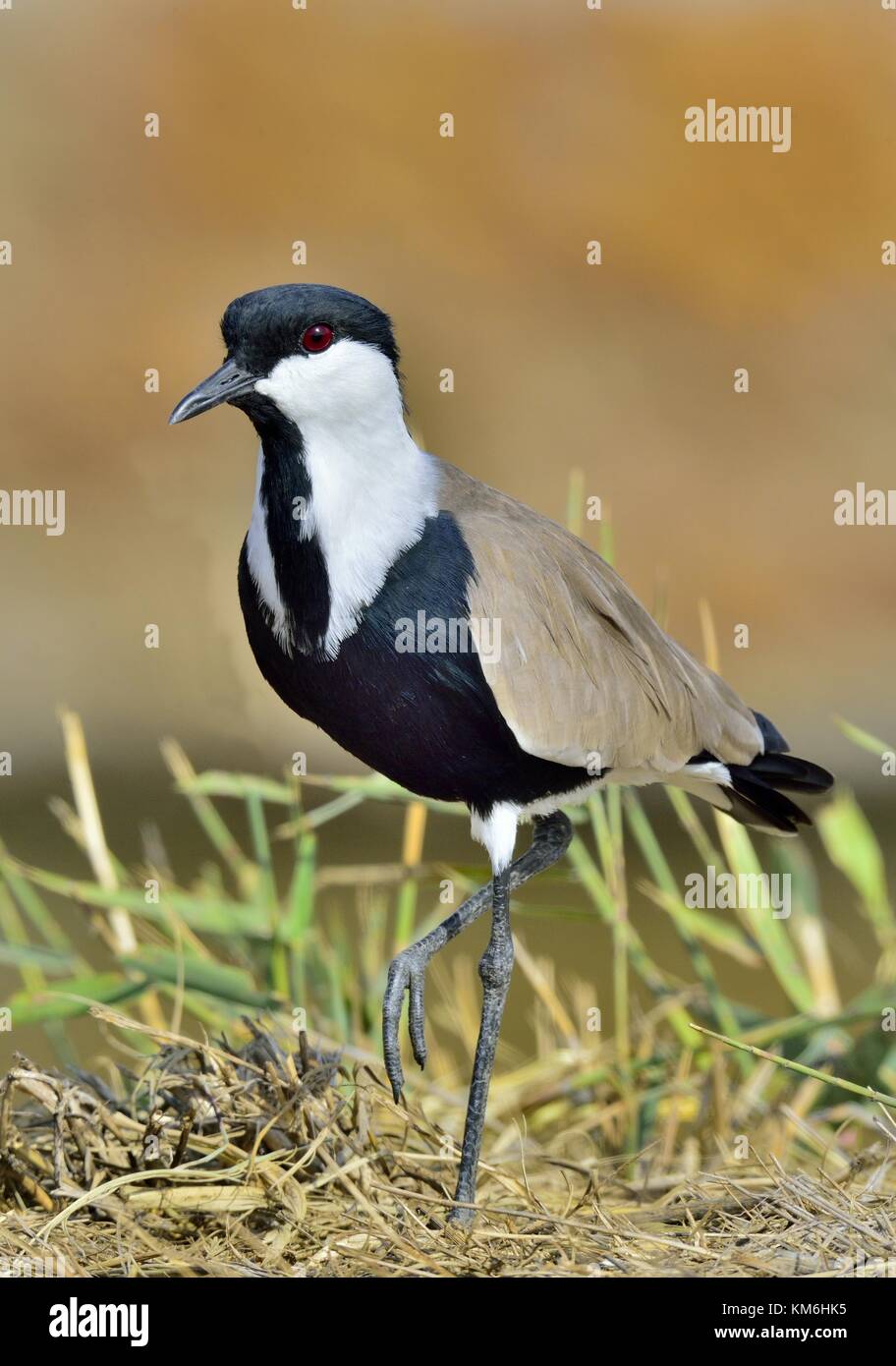 Nahaufnahme Portrait von Sporn - winged Kiebitz. Der Sporn - winged Kiebitz oder Sporn - winged plover (vanellus Spinosus) ist ein KIEBITZ Arten. Stockfoto