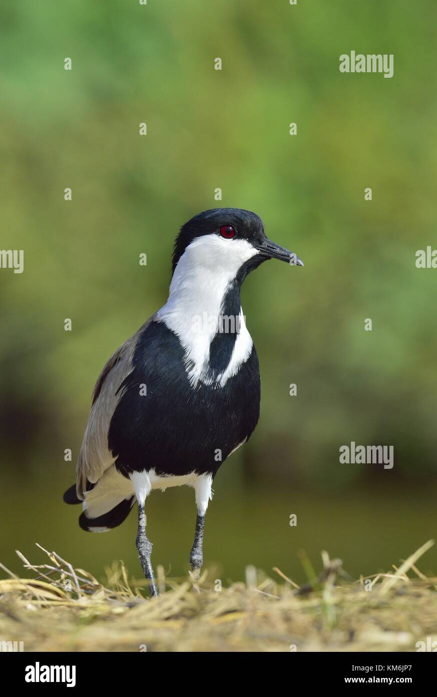 Nahaufnahme Portrait von Sporn - winged Kiebitz. Der Sporn - winged Kiebitz oder Sporn - winged plover (vanellus Spinosus) ist ein KIEBITZ Arten. Stockfoto