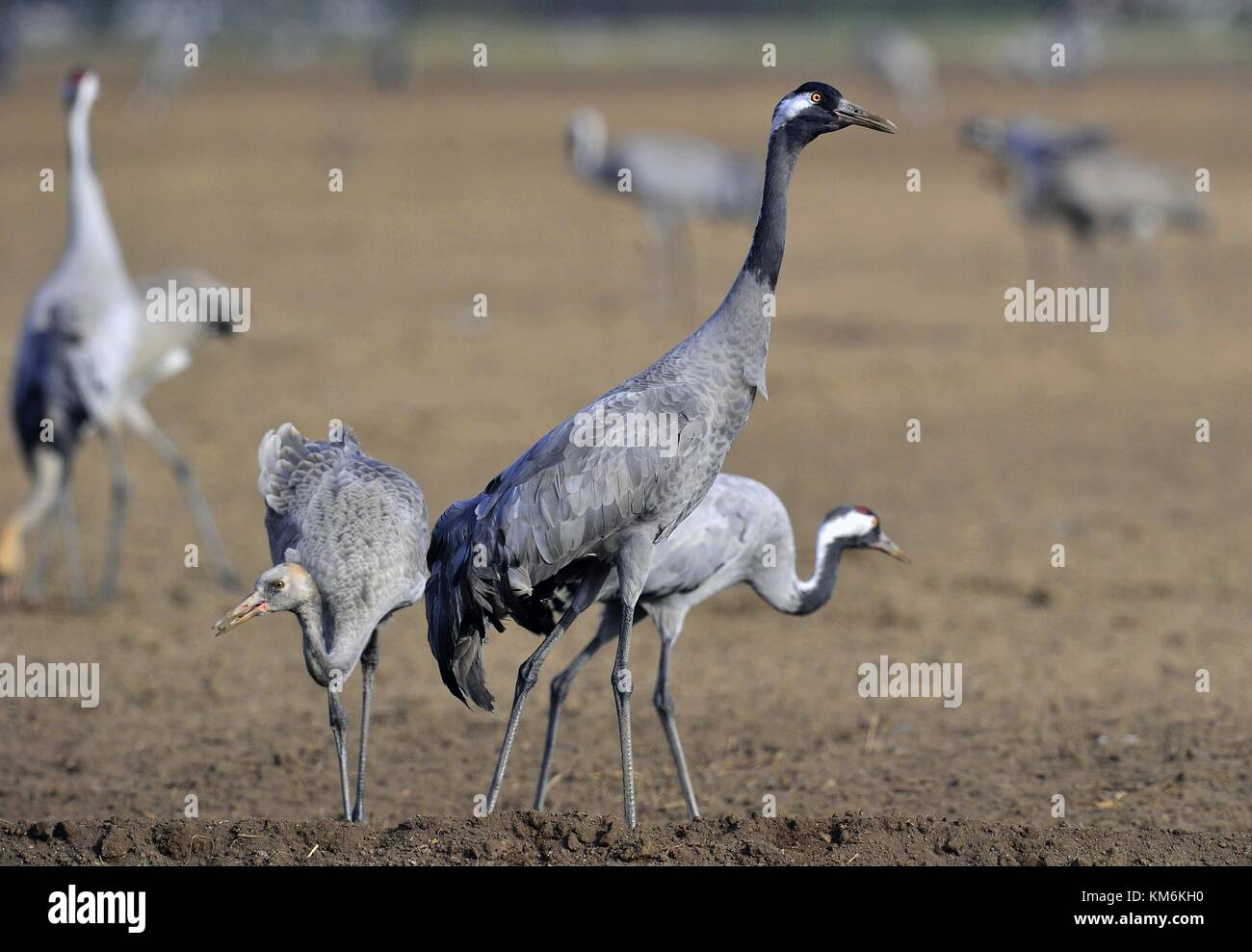 Krane Tanz im Bereich. Der Kranich (Grus Grus), auch als der eurasischen Kran bekannt. Stockfoto