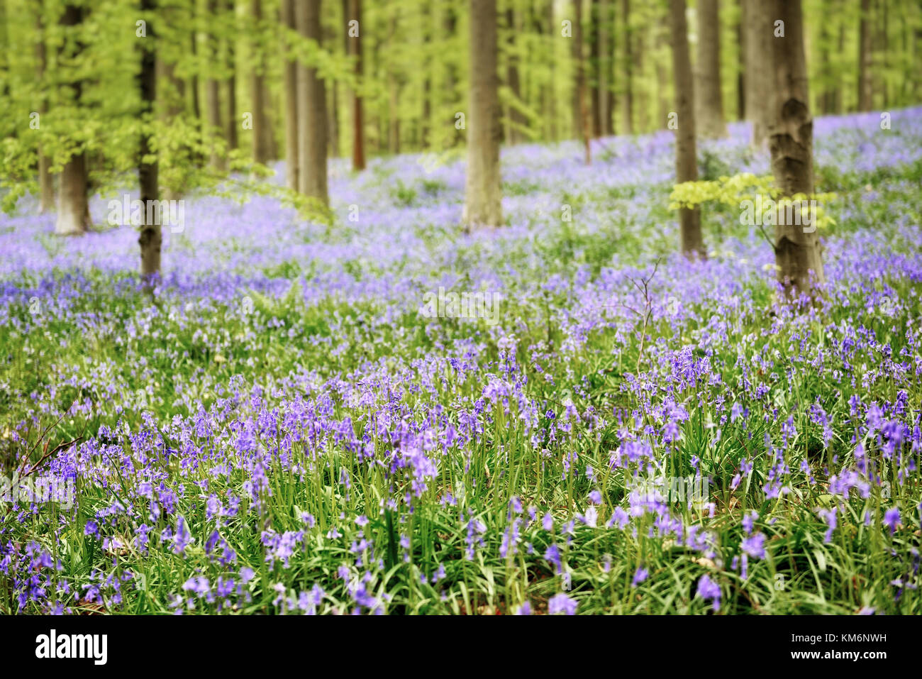 Belgische Wald mit Blue Bell Blumen Stockfoto