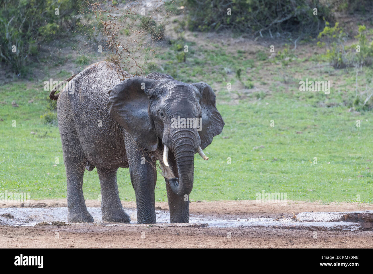 Ein einsamer Elefant Spritzer Wasser über sich selbst an einem Wasserloch, Naturschutzgebiet, Eastern Cape, Südafrika. Stockfoto