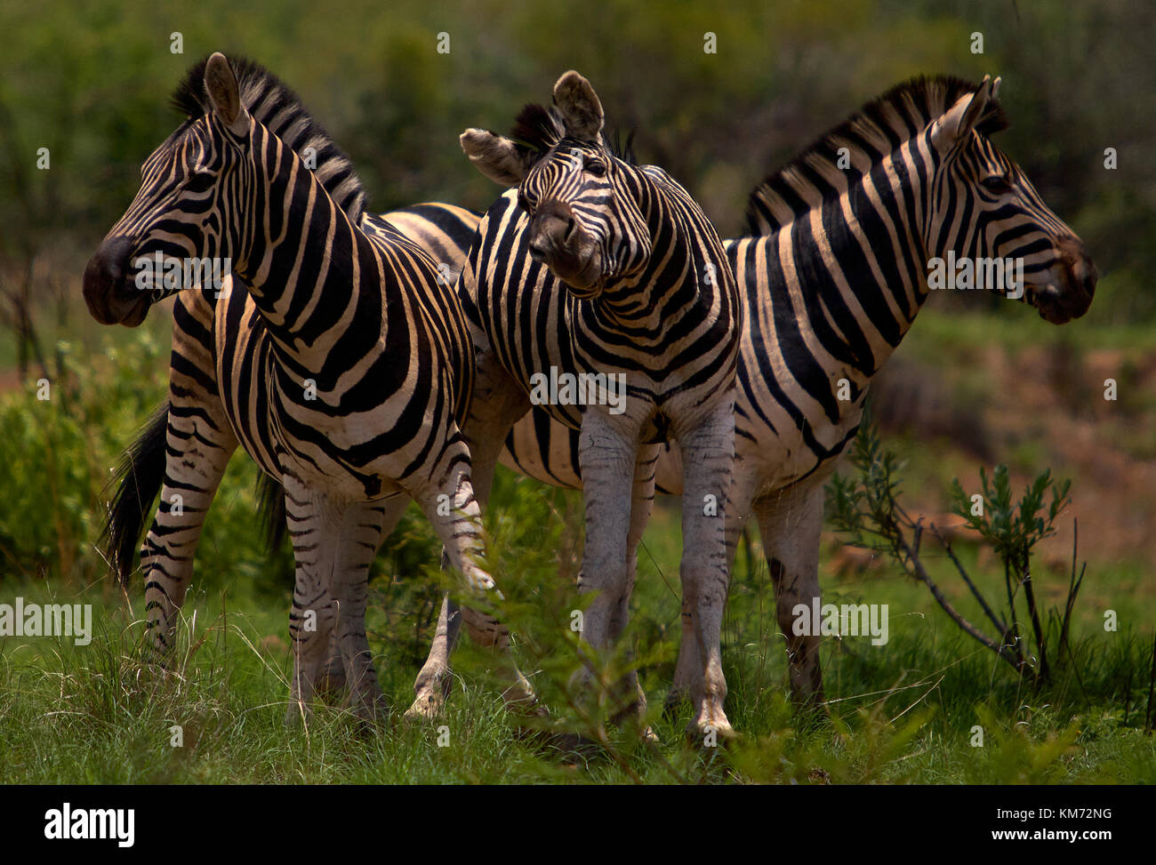 Wildes Afrika Stockfoto