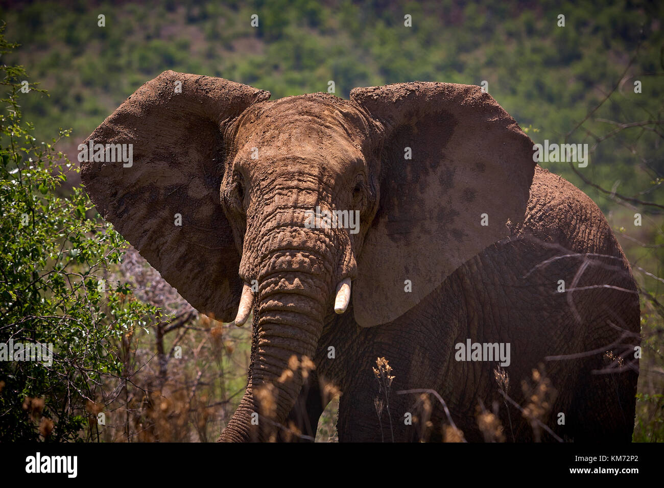 Wildes Afrika Stockfoto