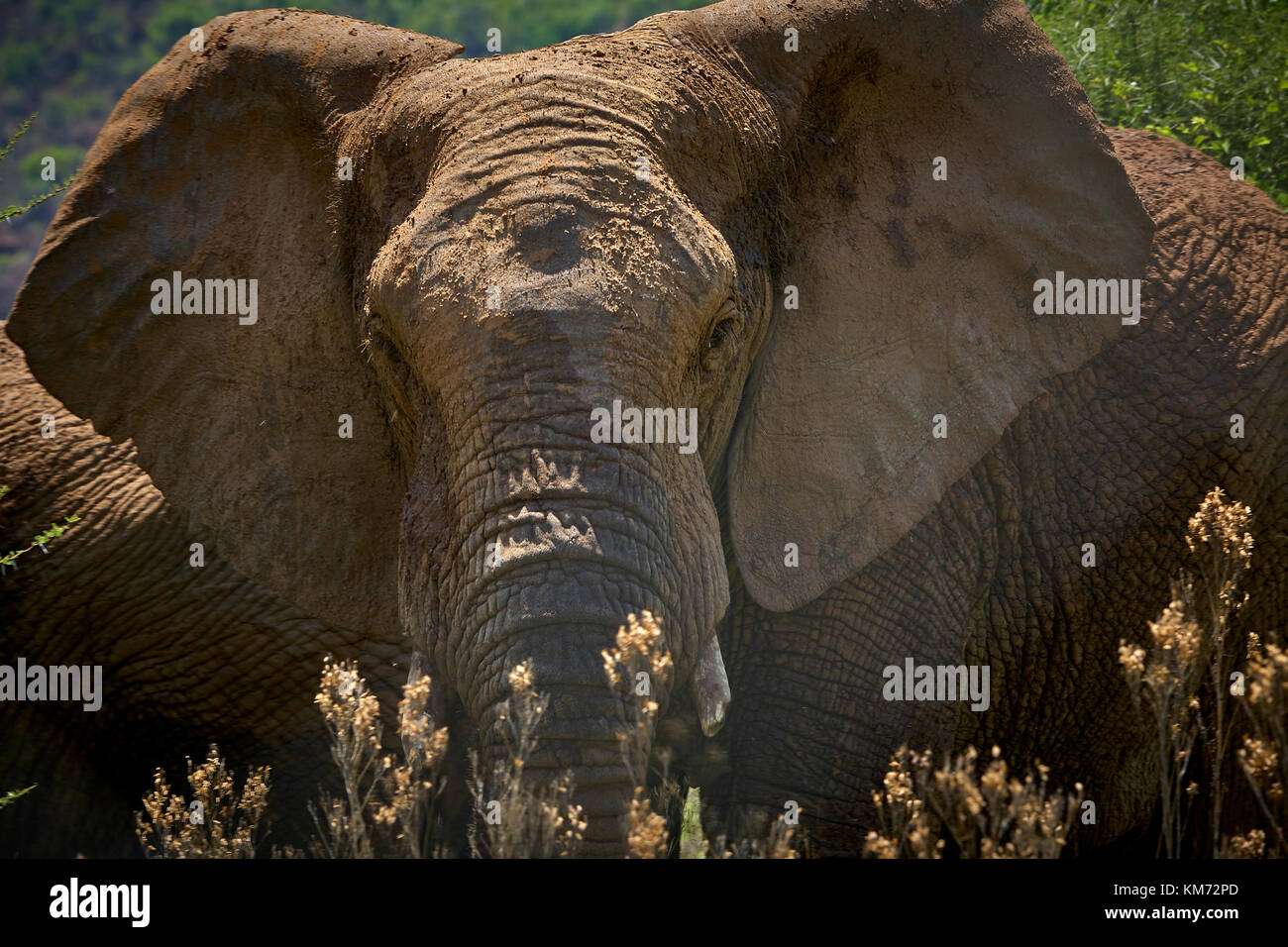 Wildes Afrika Stockfoto
