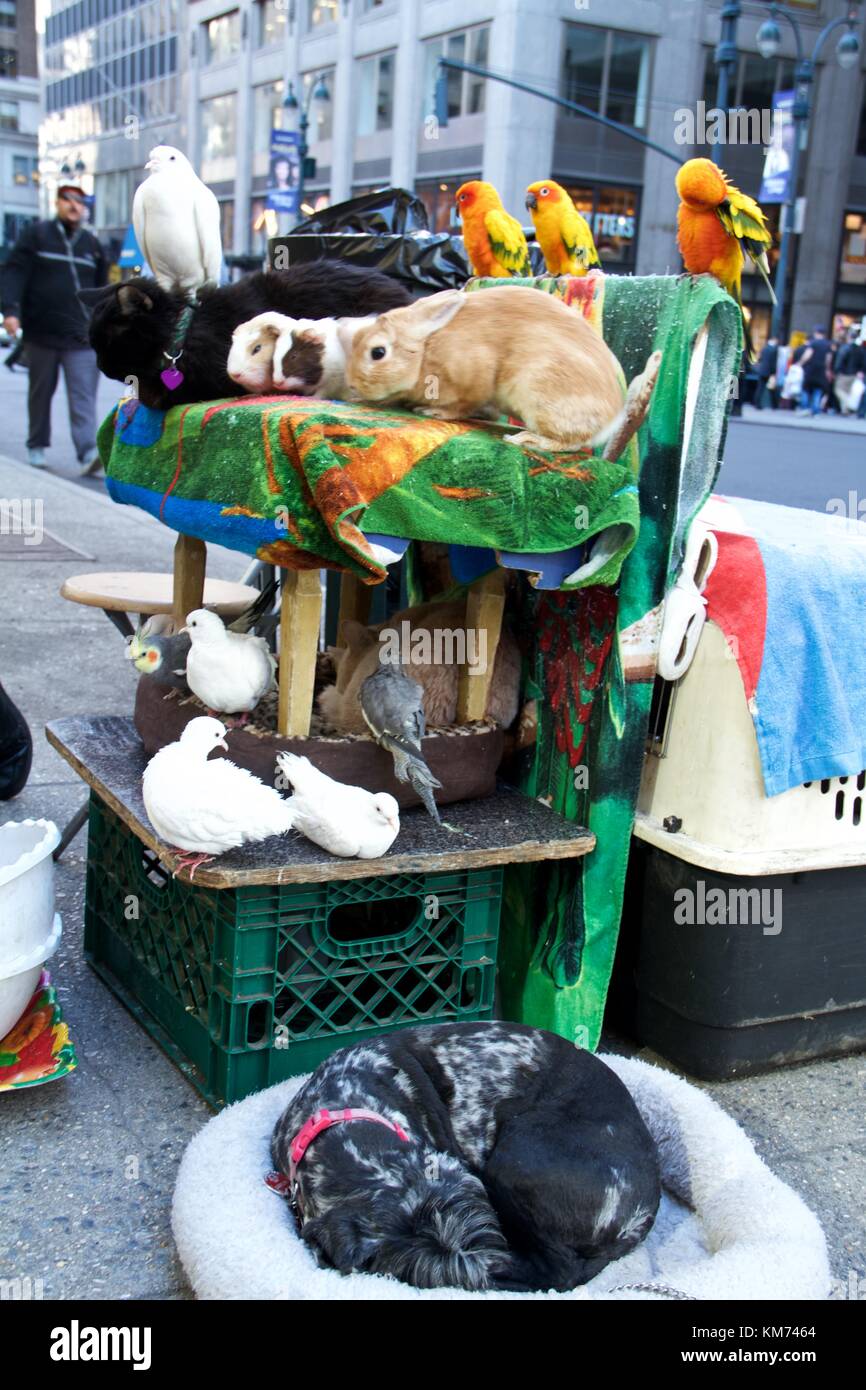 Animal collection, New York Stockfoto