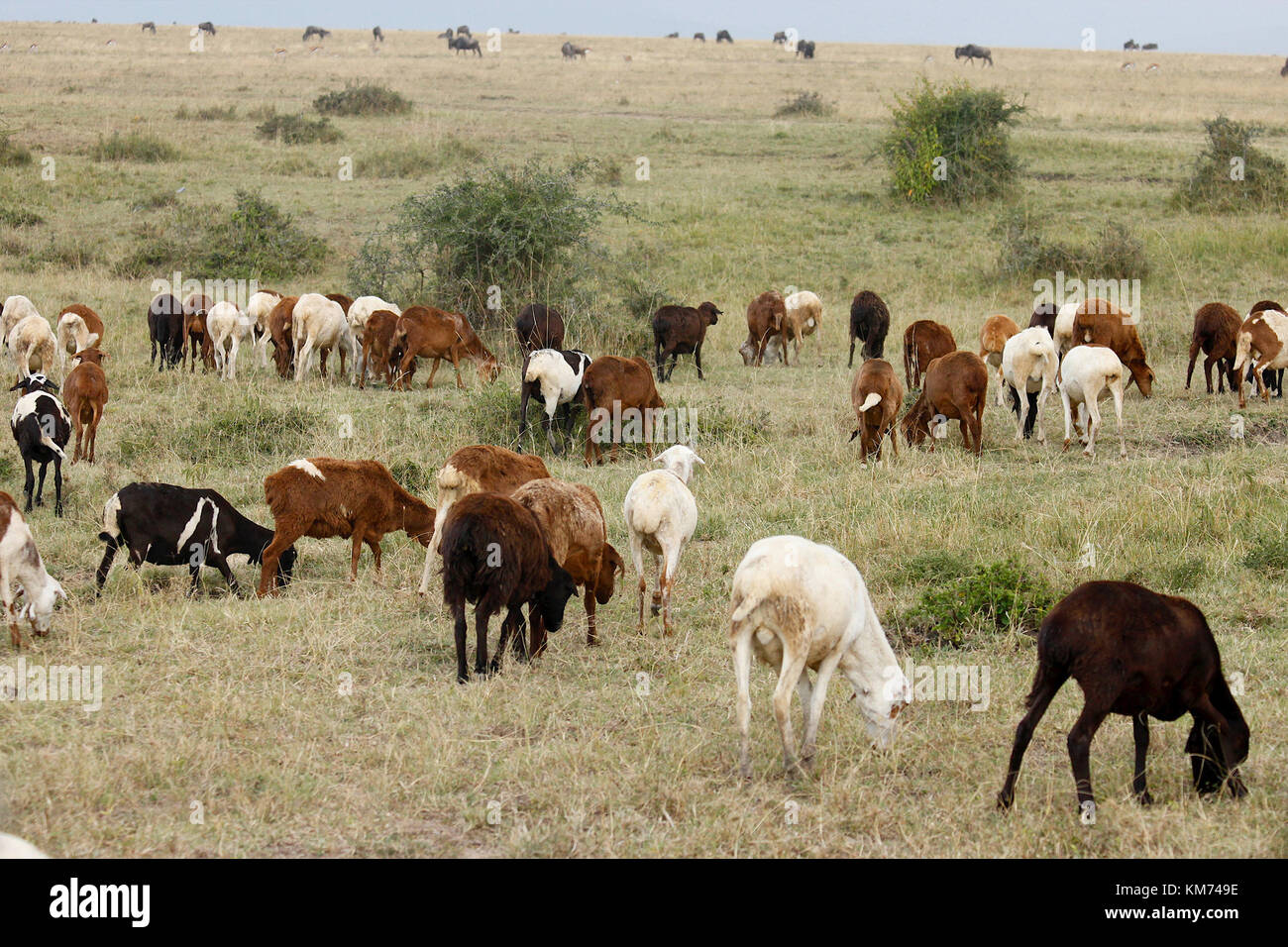 Masai Schafe Stockfoto