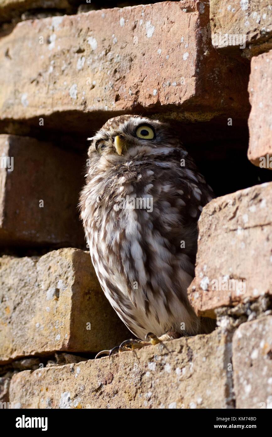 Steinkauz (Athene noctua) gehockt Stockfoto