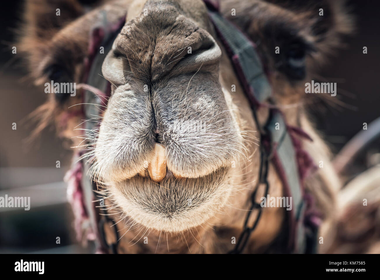 Porträt einer niedlichen Kamel Stockfoto