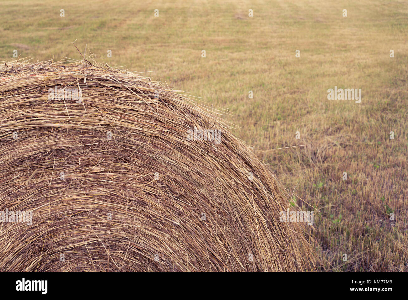 Runde haybale im Feld Stockfoto