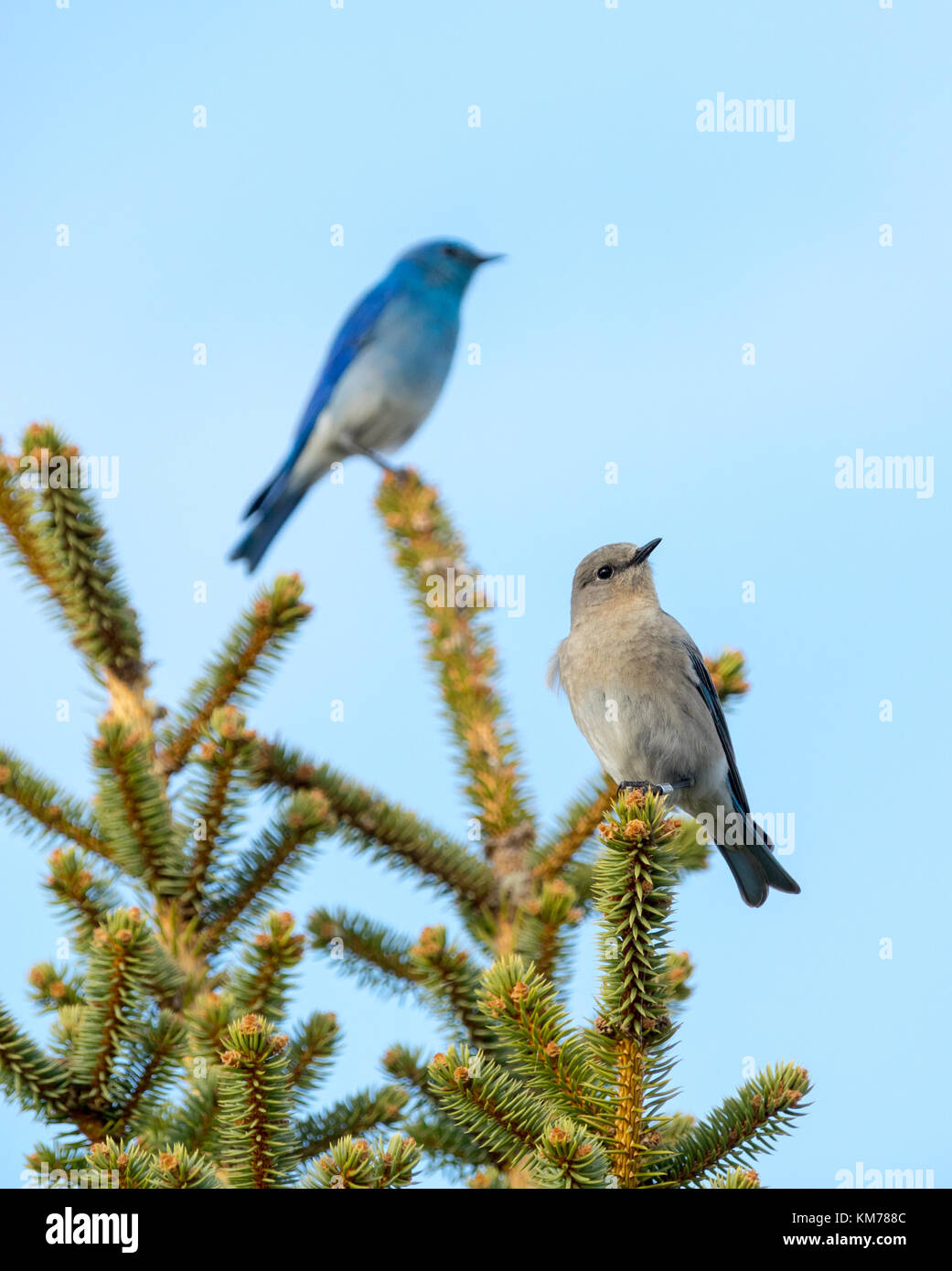 Ein zuchtpaar der Berg Drosseln (sialia currucoides), mit selektiven Fokus auf der weibliche Vogel. in der Nähe der SCHNEIDWERK-PARALLELVERSTELLUNG, Alberta, Kanada. Stockfoto