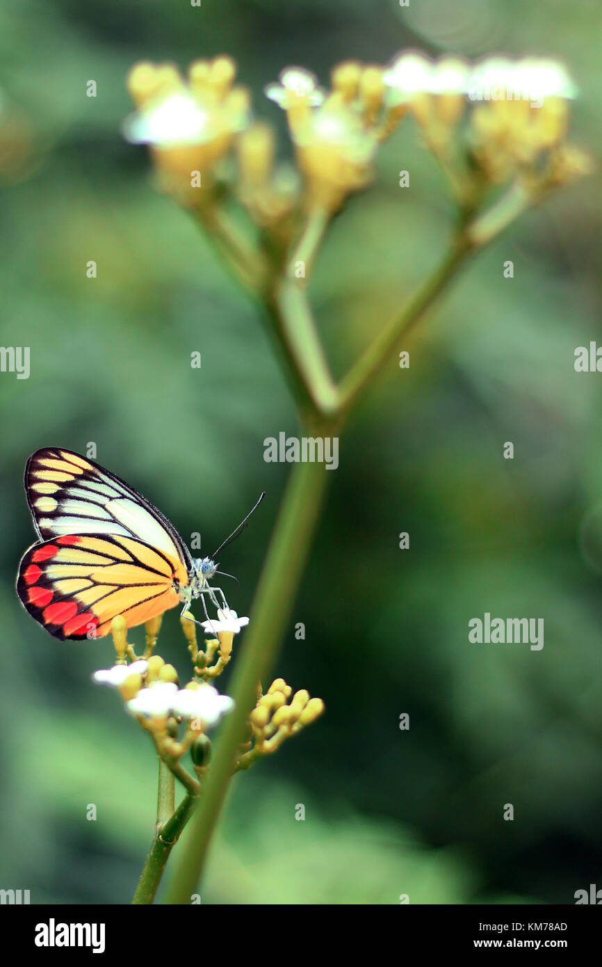 Butterfly Garden Stockfoto