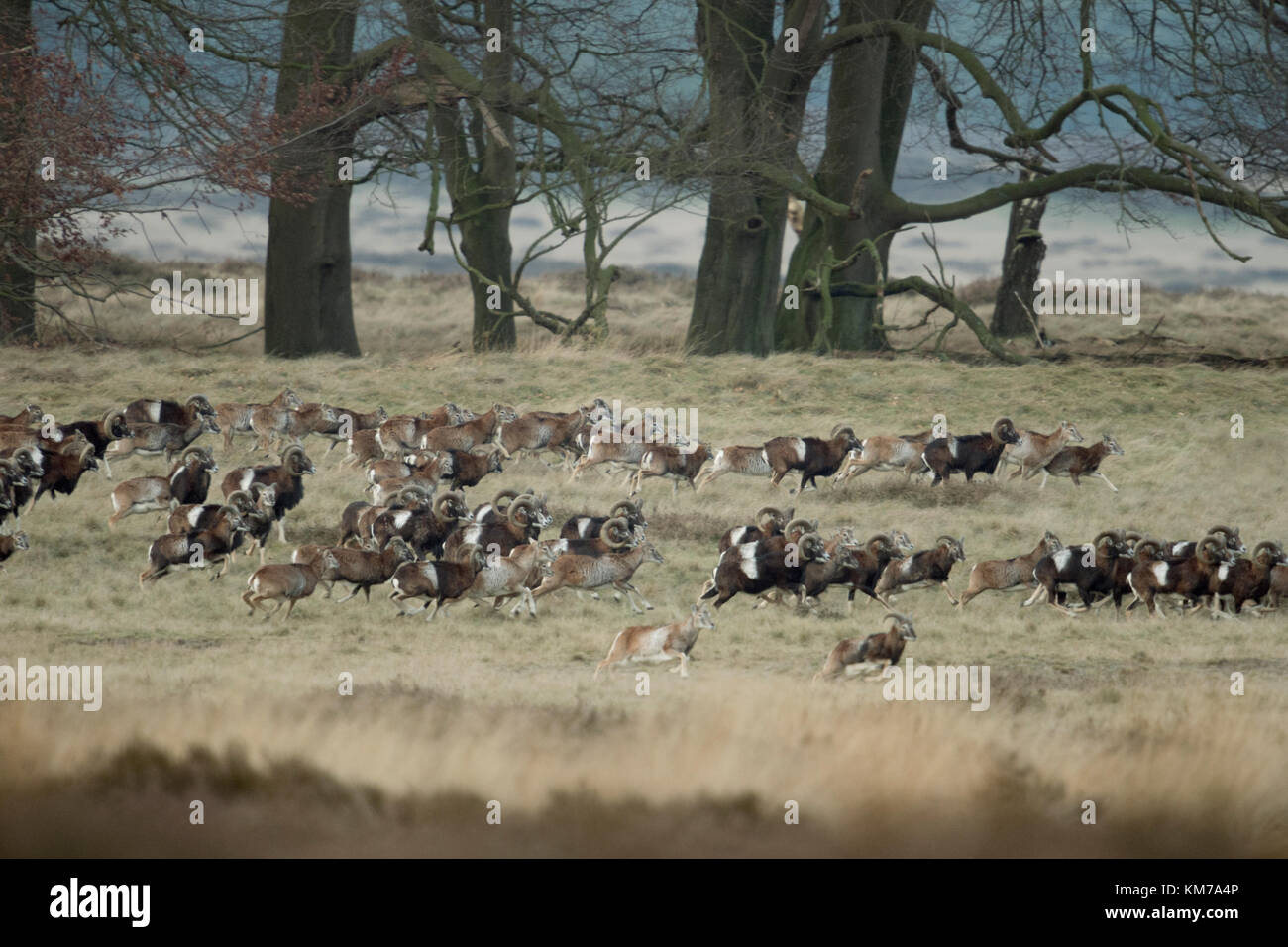 Europäische Mufflon (Ovis orientalis Musimon), schüchtern, voll Herde, riesige Herde, laufen, fliehen, durch offene Land, in ihrem typischen Lebensraum, Europa. Stockfoto