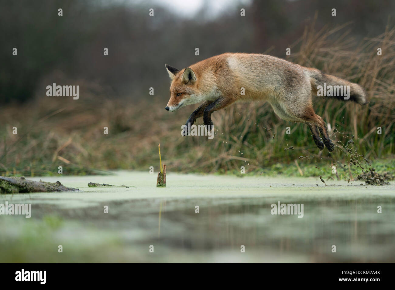 Red Fox/Rotfuchs (Vulpes vulpes), Erwachsene in winterfur, über einen Sumpf, weit springen, wildife, Europa springen. Stockfoto