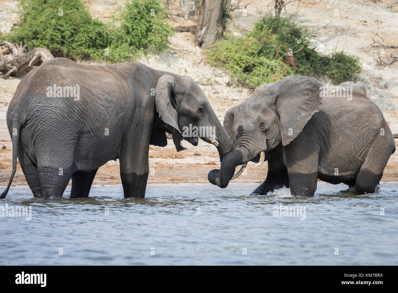 Zwei Elefanten begegnen einander, wie sie kämpfen, stehen im Chobe River, an der Grenze zu Botswana, Namibia Stockfoto