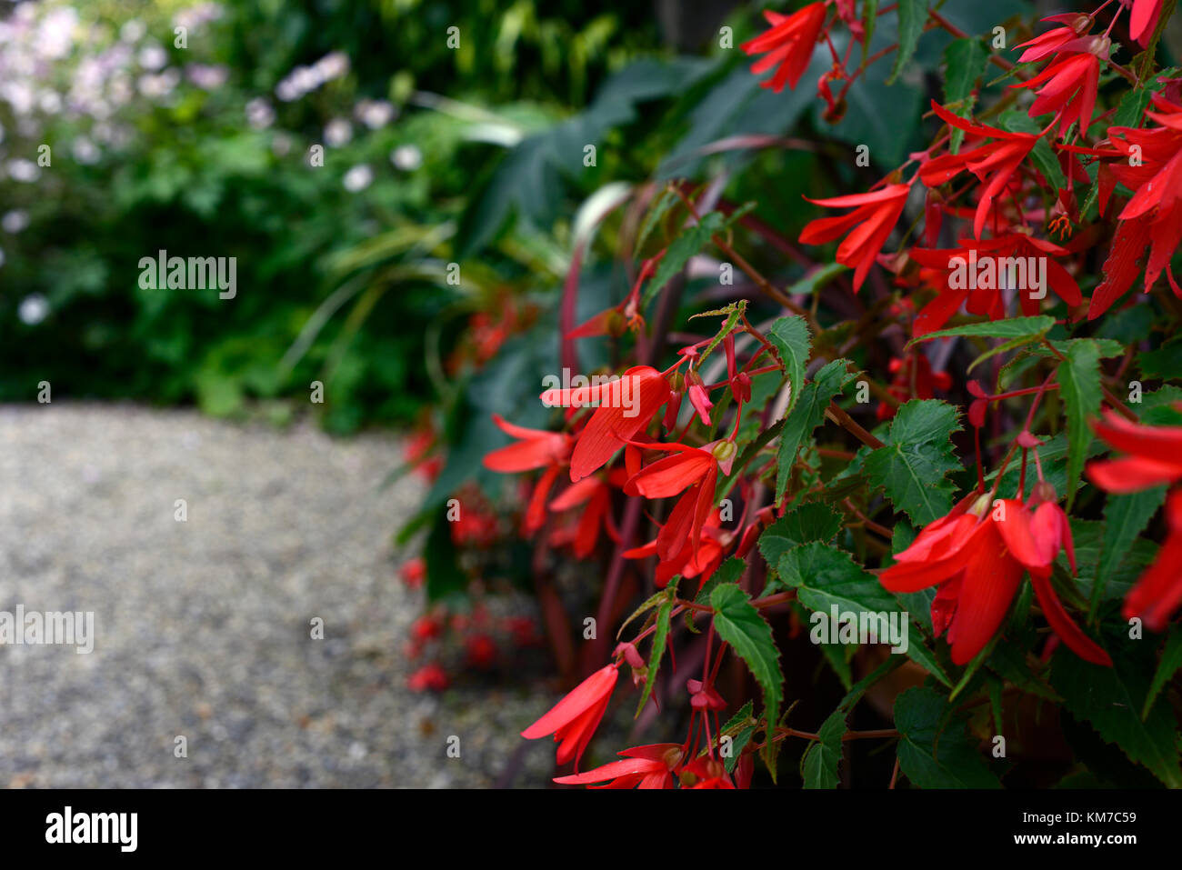 Begonia Firewings Rot, nachgestellte, Begonien, Blumenampel, Container, Topf, Display, Displays, Rot, Blumen, Blüte, RM Floral Stockfoto