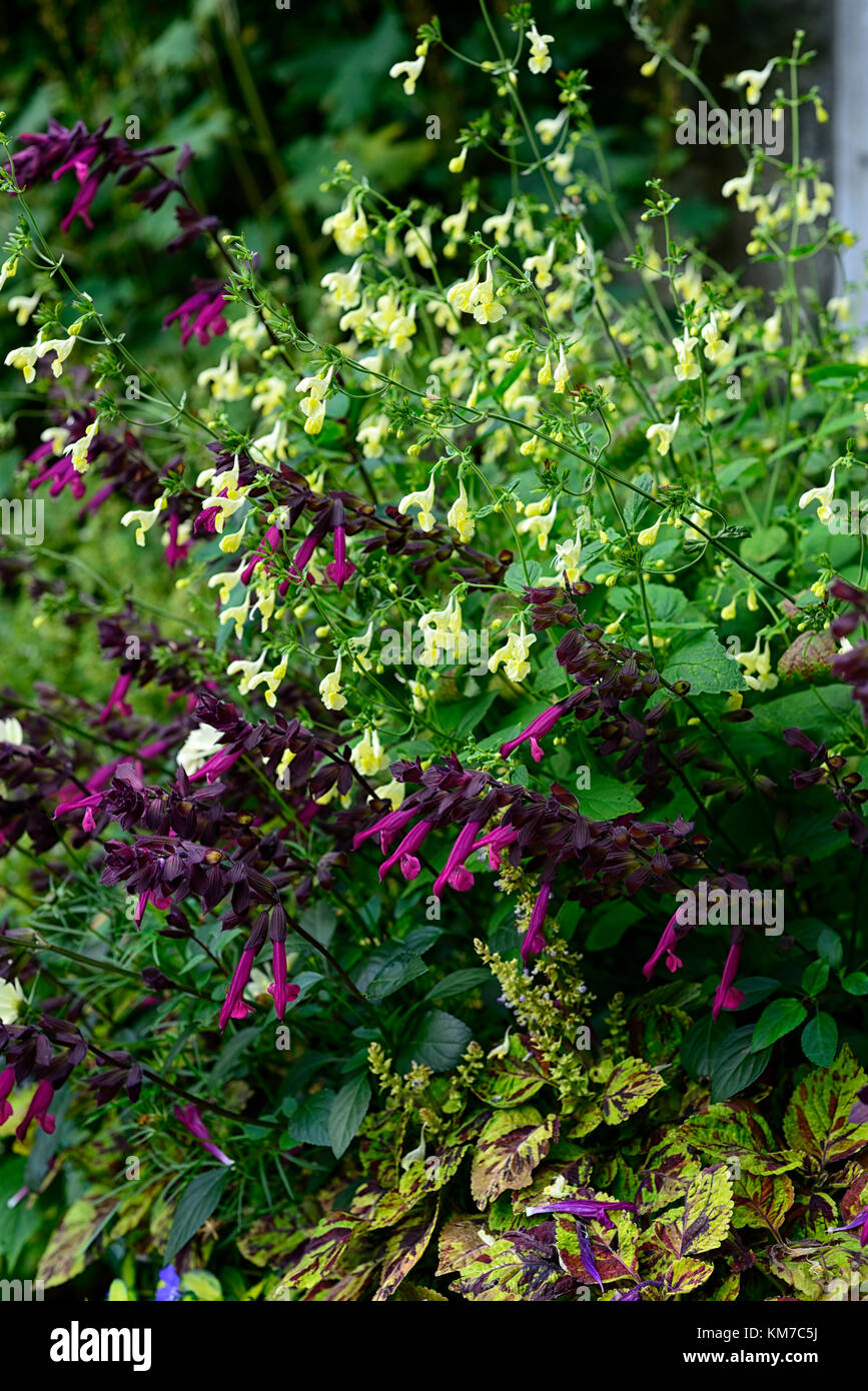 Salvia Liebe und Wünsche, Lila, Blumen, Gelb salvias, Mix, Gemischt, Kombination, RM Floral Stockfoto