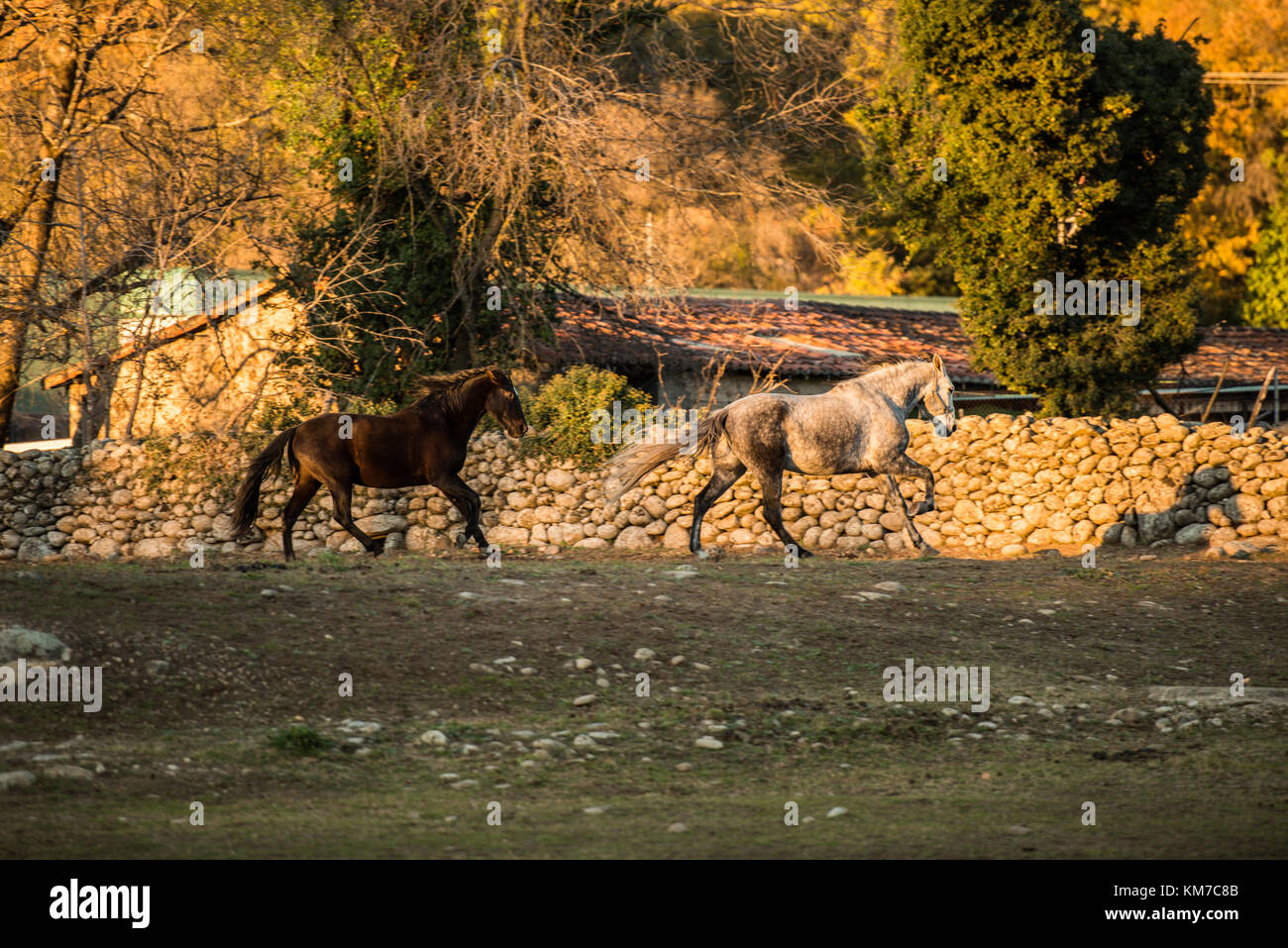 Zwei Pferde, eine weiße und eine schwarze, auf einer Ranch in Monroy, Extremadura, Spanien ...