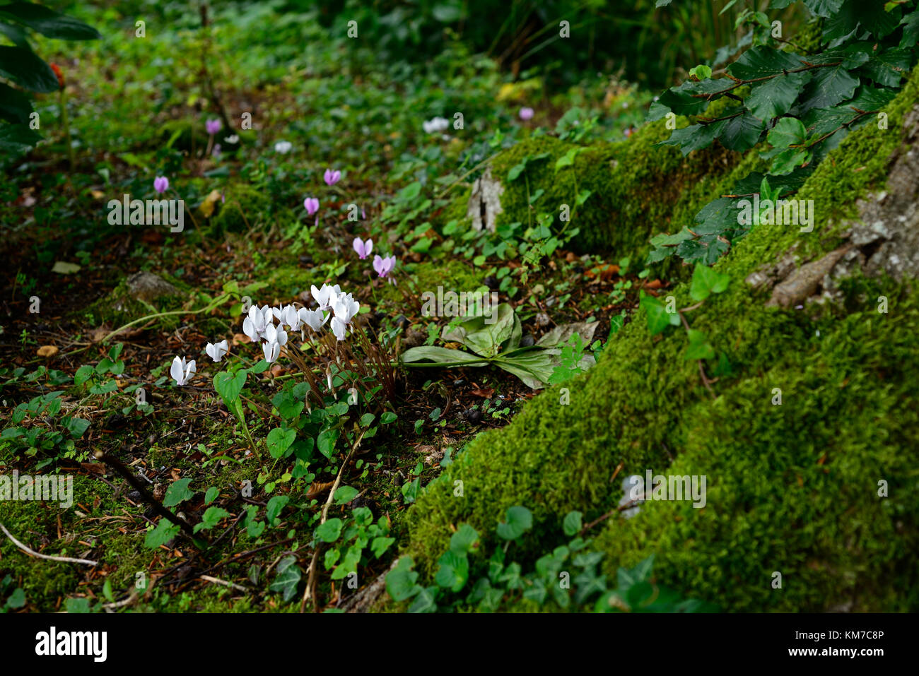 Weiß, Cyclamen Hederifolium, Moos, abgedeckt, Buche, baum, Schatten, Schatten, schattig, Holz, Wald, Herbst, Blumen, Blüte, RM Floral Stockfoto