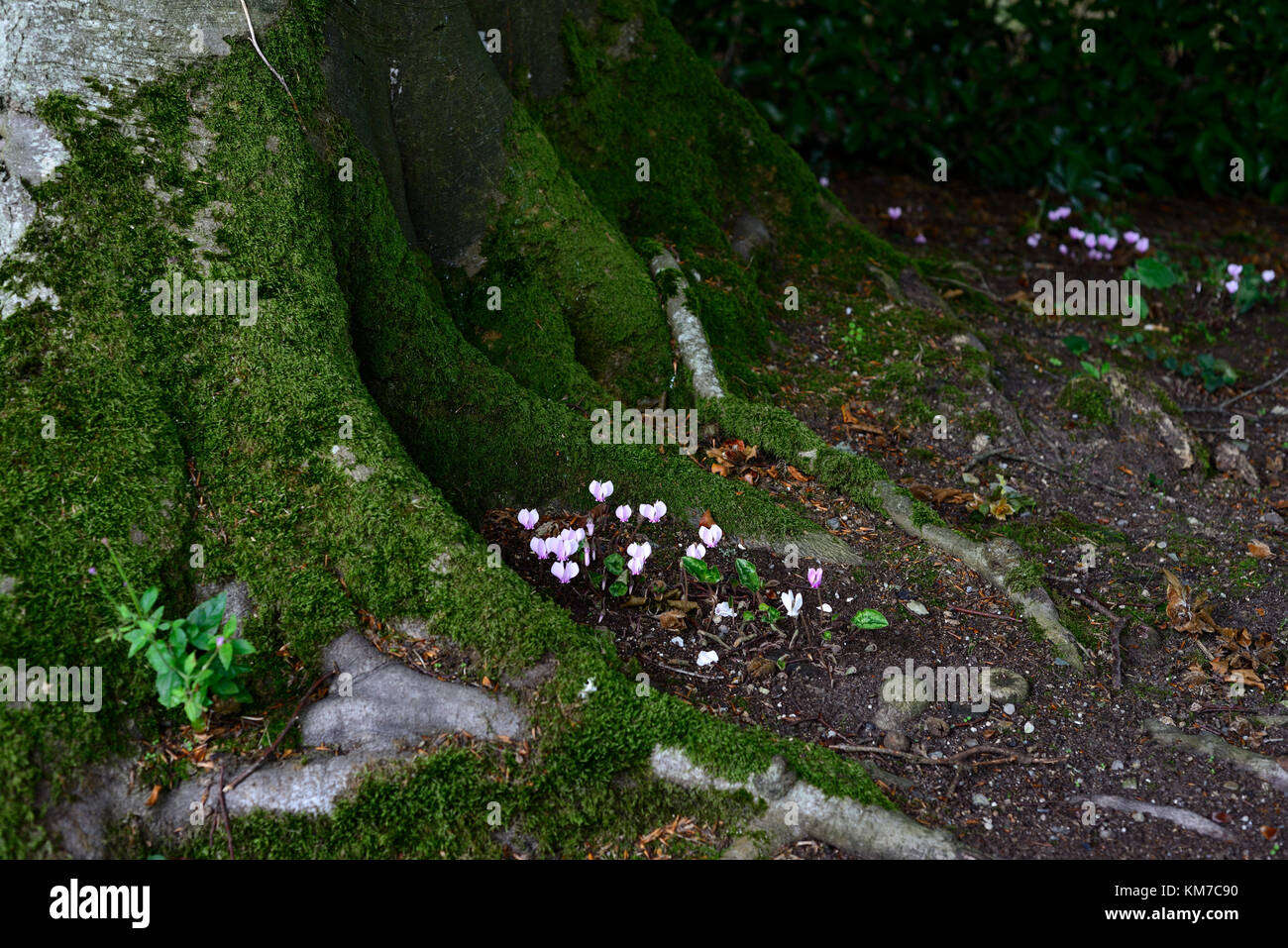 Rosa, Cyclamen Hederifolium, Moos, abgedeckt, Buche, baum, Schatten, Schatten, schattig, Holz, Wald, Herbst, Blumen, Blüte, RM Floral Stockfoto