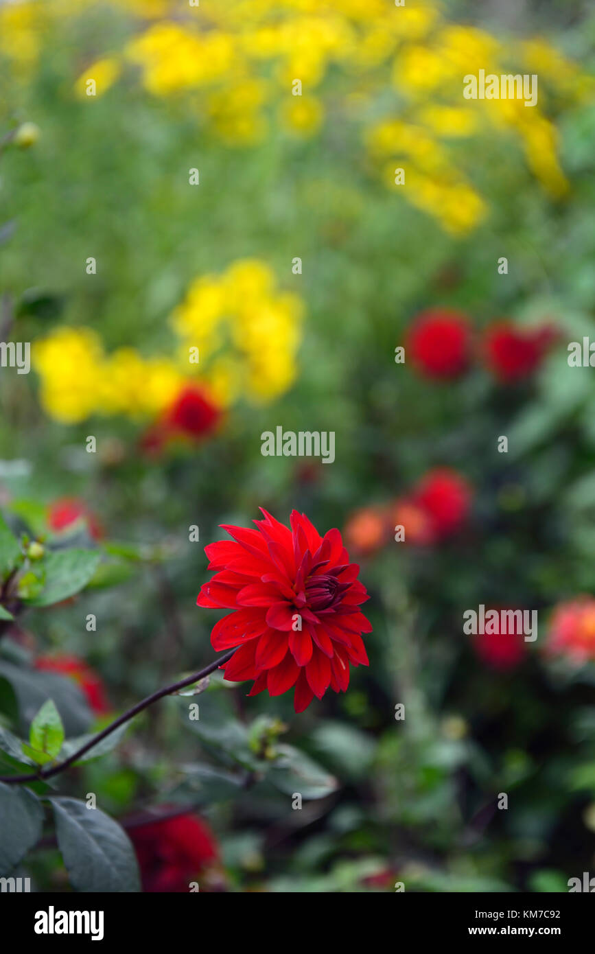 Dahlie Barbarosa, Rot, dekorative, Blume, Blumen, Blüte, Gelb, helenium, Hintergrund, RM Floral Stockfoto