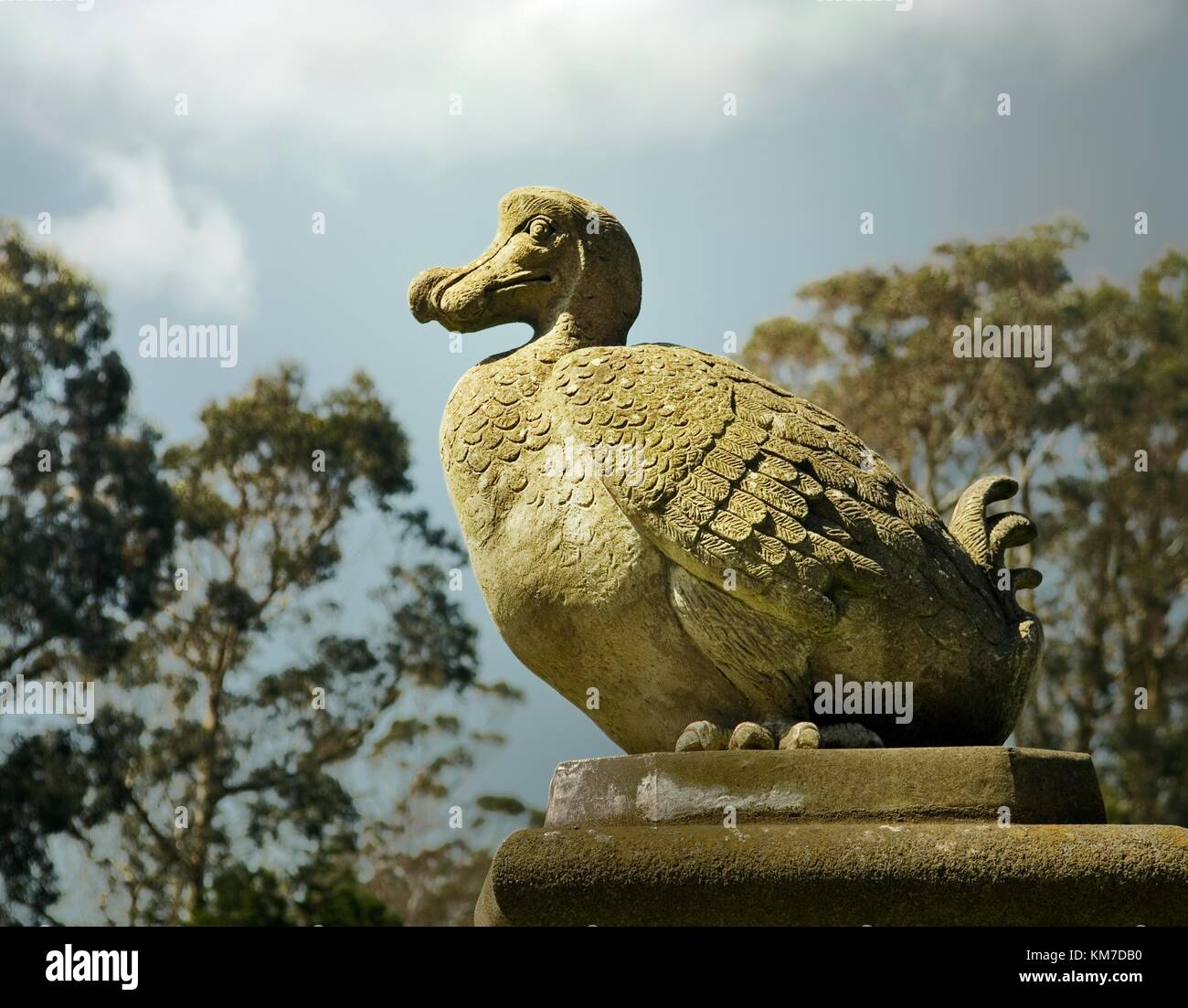 Mount Stewart, Sitz des Marquis of Londonderry im 18. Jahrhundert am Ufer des Strangford Lough, Irland. Steindodo auf der Dodo Terrace Stockfoto