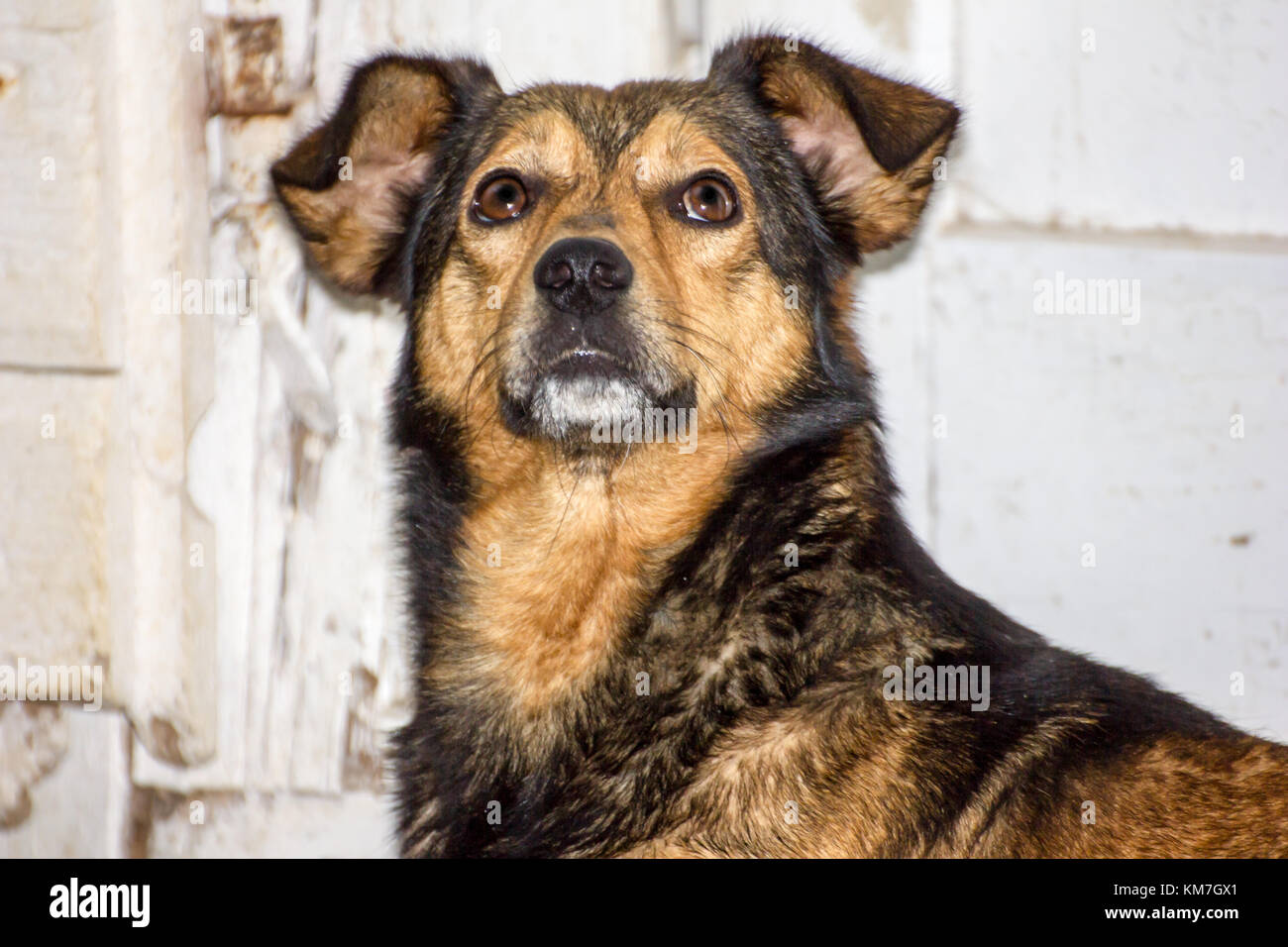 Hund vor einem alten hölzernen weiße Tür suchen oder starrte nach oben Stockfoto