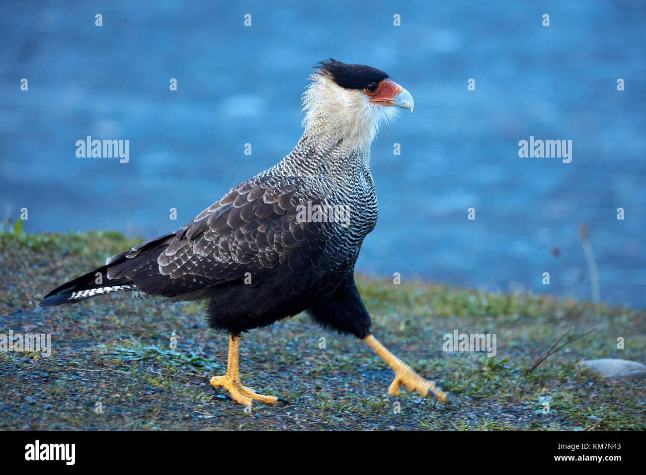 Southern Crested (karakara Karakara plancus), Parque Nacional Los