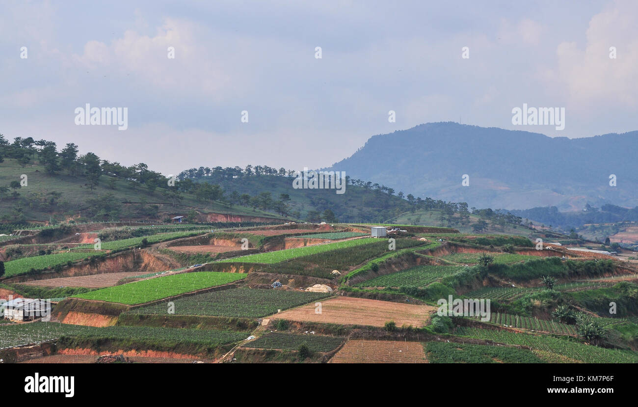 Gemüsefeldern in Dalat, vietnam Da Lat ist 1500 m über dem Meeresspiegel auf dem langbian Hochebene gelegen. Stockfoto