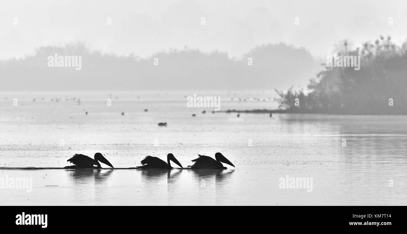 Pelikane schwimmen auf dem Wasser im Morgennebel. morgennebel vor der Morgendämmerung. schwarz-weiß Foto Stockfoto