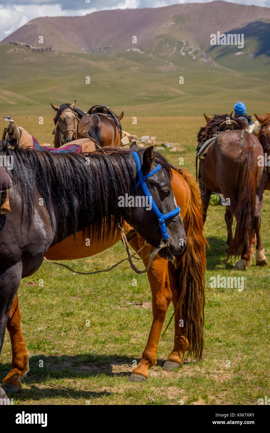 Pferde mit Sattel ausruhen von Song kul, Kirgisistan Stockfoto