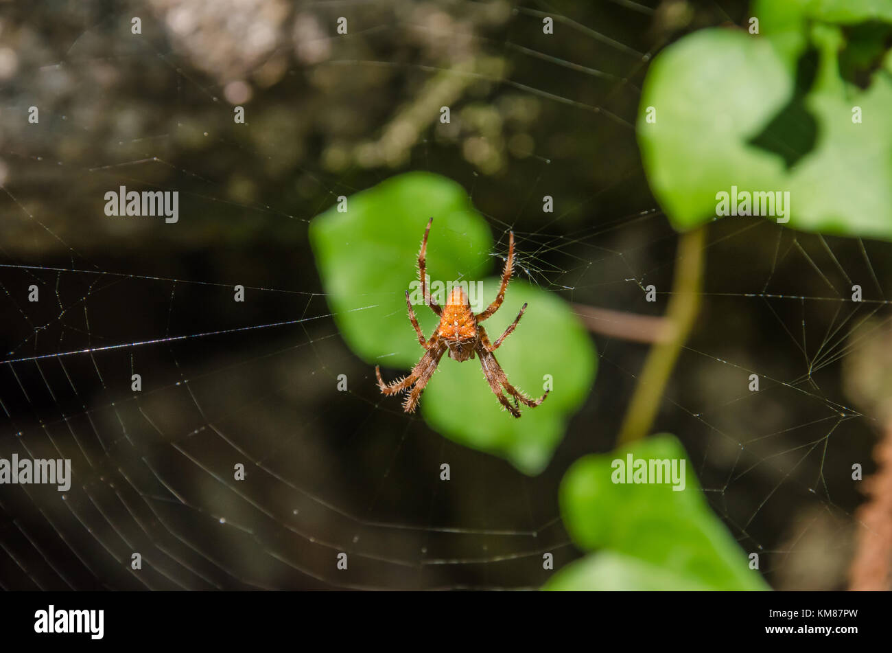 In der Nähe von Orange Garden Spider in seinem natürlichen Lebensraum. Foto in Portugal berücksichtigt. Unfocused Steine und Blätter im Hintergrund. Stockfoto