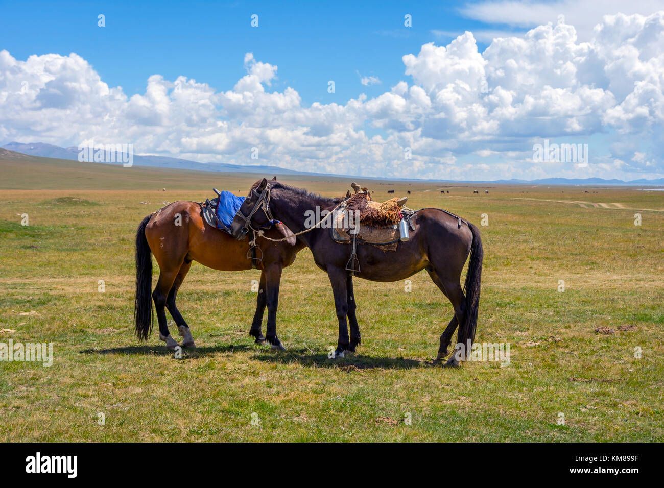 Pferde mit Sattel ausruhen von Song kul, Kirgisistan Stockfoto