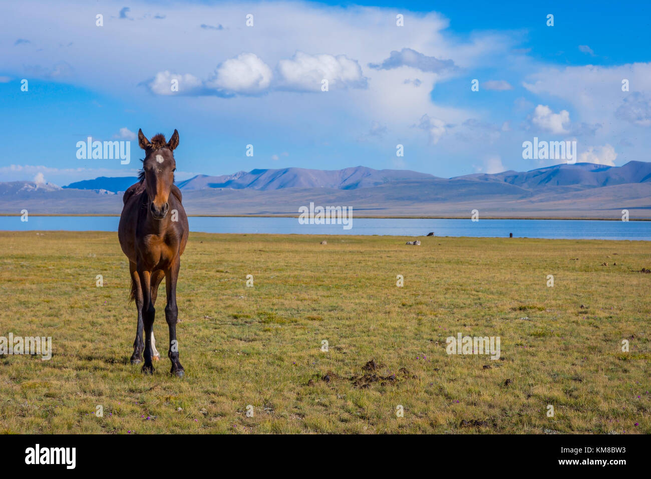 Junges Pferd stehend in der malerischen Landschaft rund um Song Kul See, Kirgisistan Stockfoto