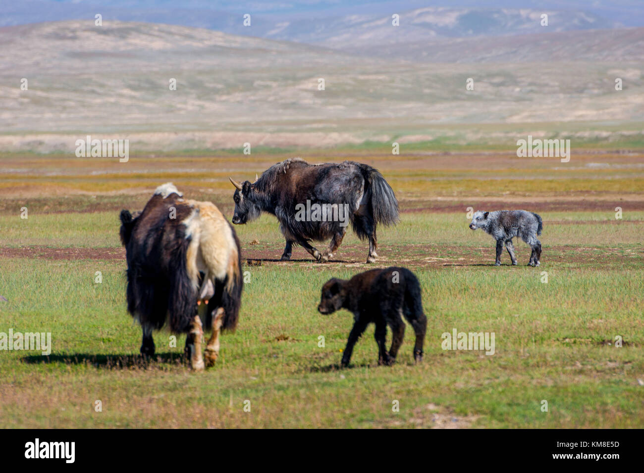 Weibliches yak mit seinem Baby auf der Weide, Kirgisistan Stockfoto