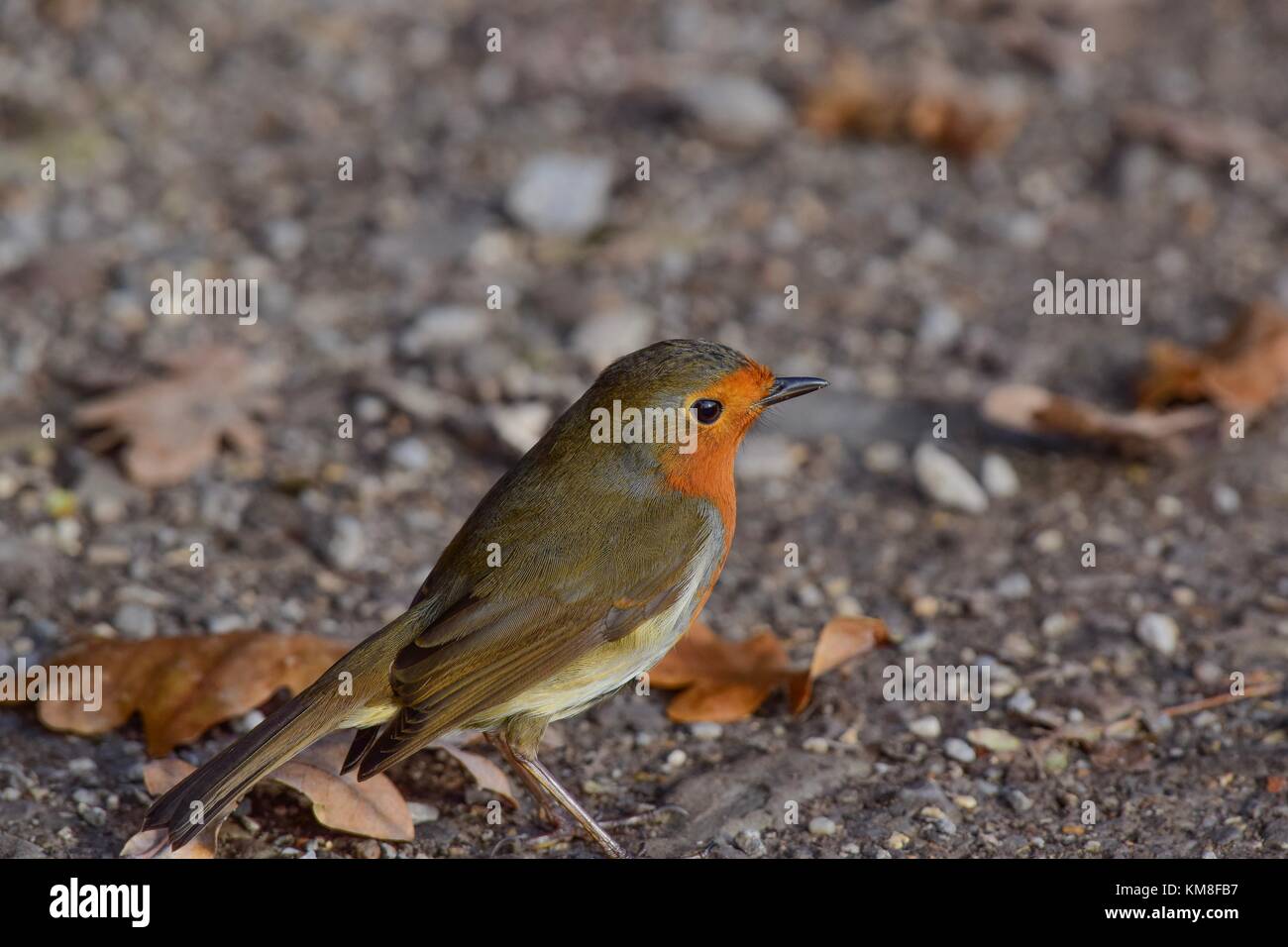 Robin im Winter Vogel bei rspb Schinken wand Naturschutzgebiet meare Somerset uk Stockfoto