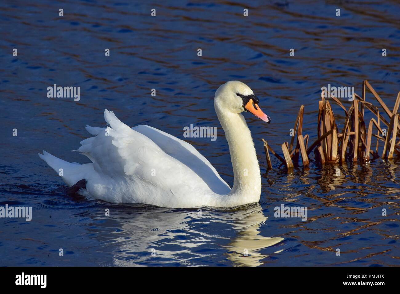 Schwan auf dem See an der rspb Schinken Wand meare in der Nähe von Glastonbury, Somerset uk Stockfoto