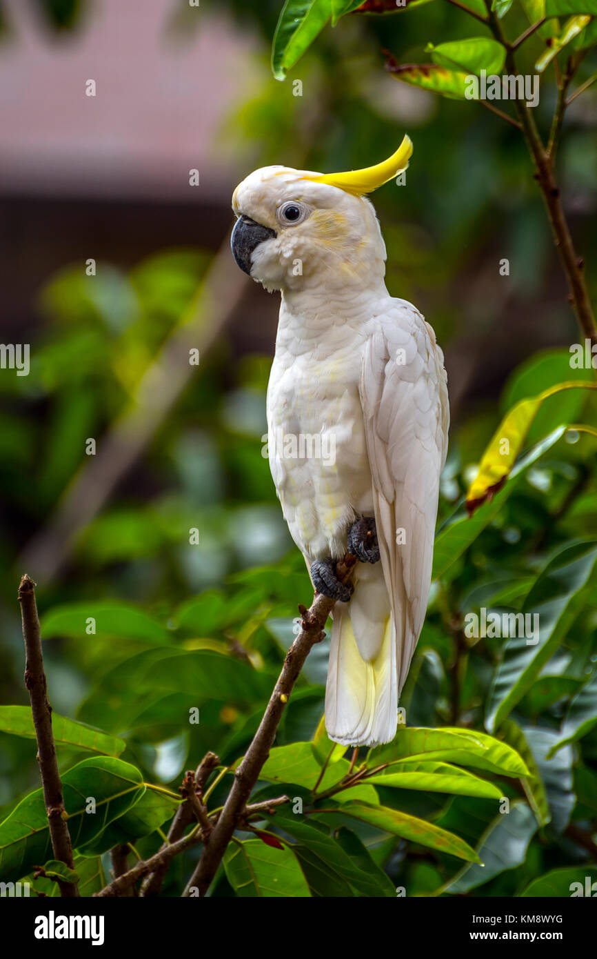 Gelb-Crested Cockatoo, eine bedrohte Art, wilde Leben in der Stadt Hong Kong und blühenden Stockfoto