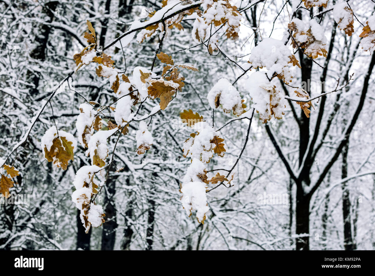 Braun Eiche Zweige mit Herbst gelb Blättern bedeckt mit flauschigen weißen Schnee Stockfoto