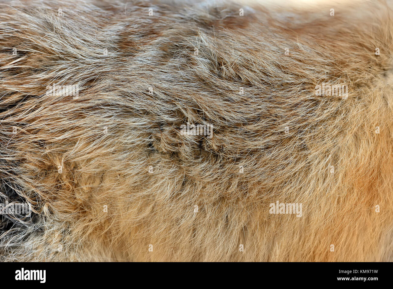 Real Red fox Haut Fell Textur Stockfoto